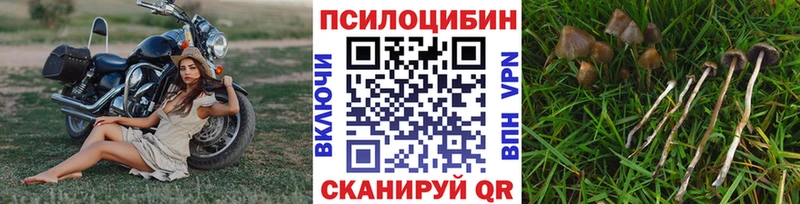 Псилоцибиновые грибы Cubensis  Рубцовск 